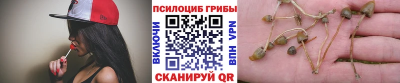 Псилоцибиновые грибы Psilocybine cubensis  Купить где  Оса 